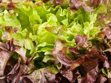 Eichblattsalat Eichblattsalat