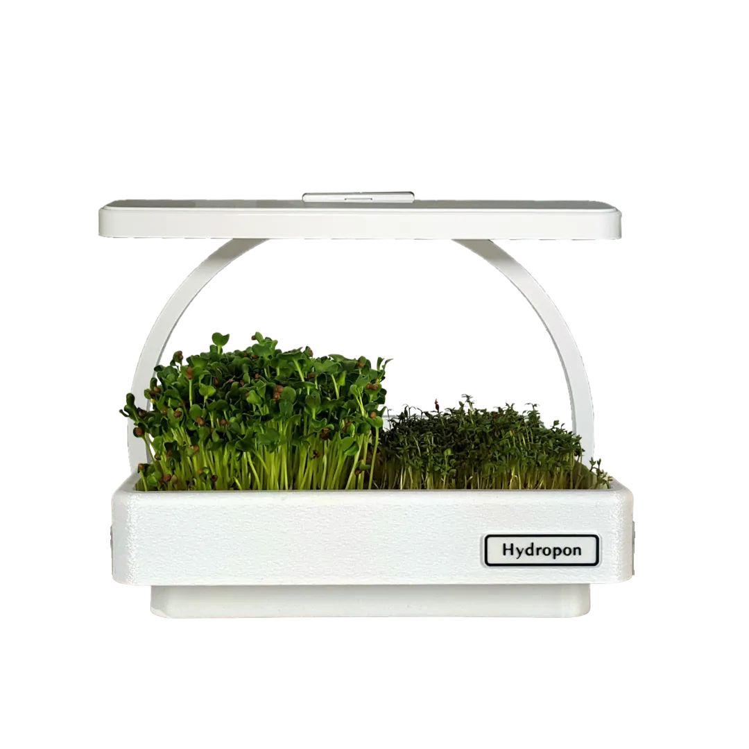 Microgreen bepflanzt Microgreen bepflanzt