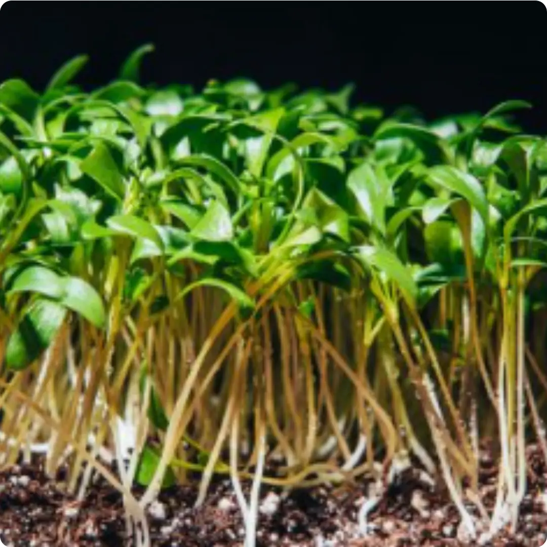 Microgreens 3