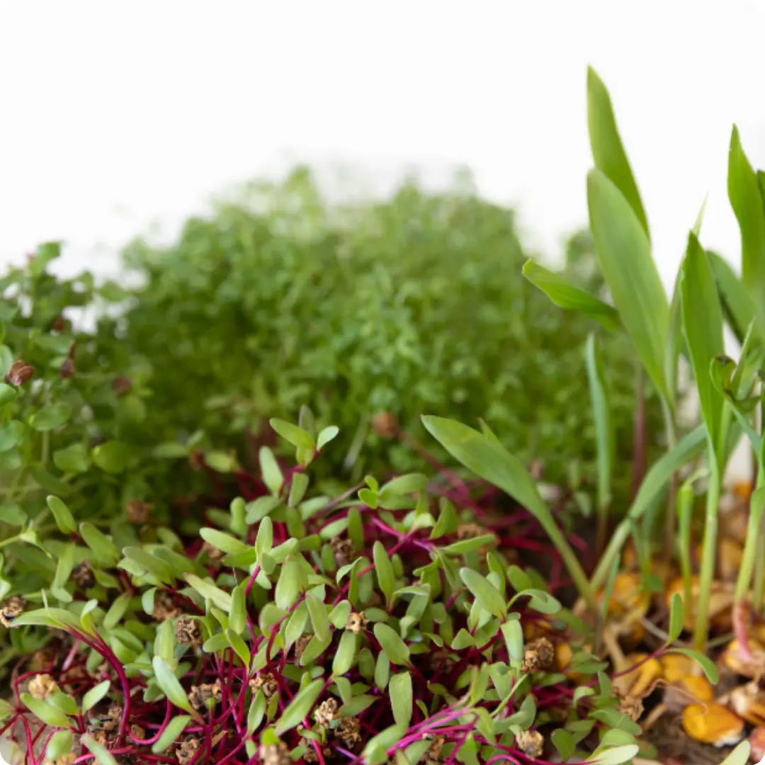Microgreens 4
