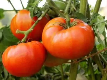 Tomaten Tomaten