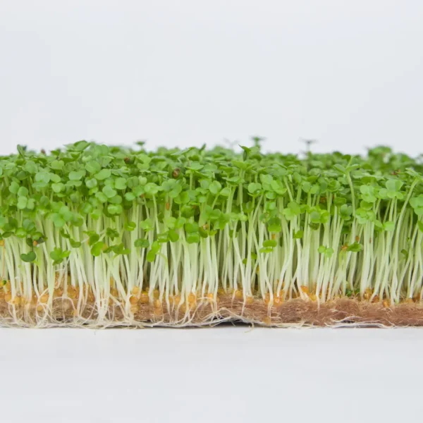 Microgreens Indoor-Garten – Frische Kräuter & Superfoods selbst kultivieren! – Bild 7